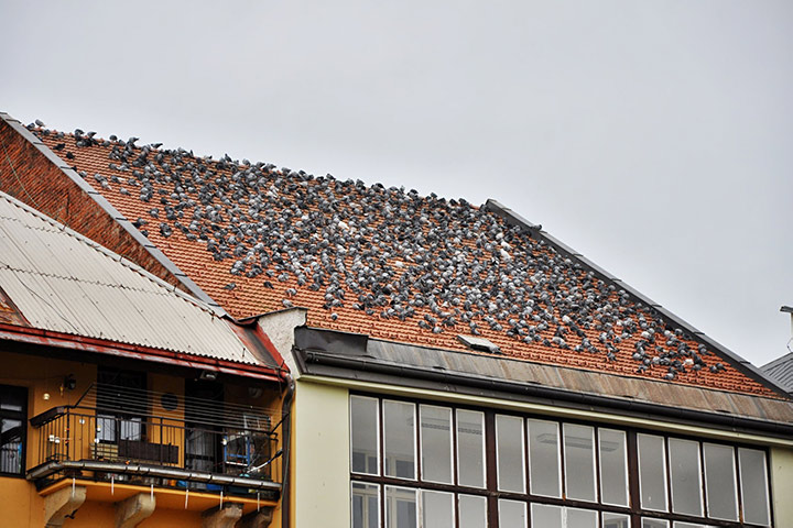 A2B Pest Control are able to install spikes to deter birds from roofs in Pembroke. 
