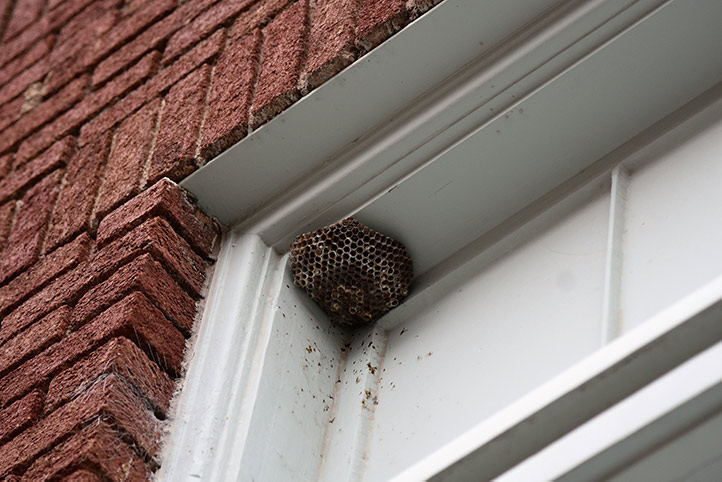 We provide a wasp nest removal service for domestic and commercial properties in Pembroke.
